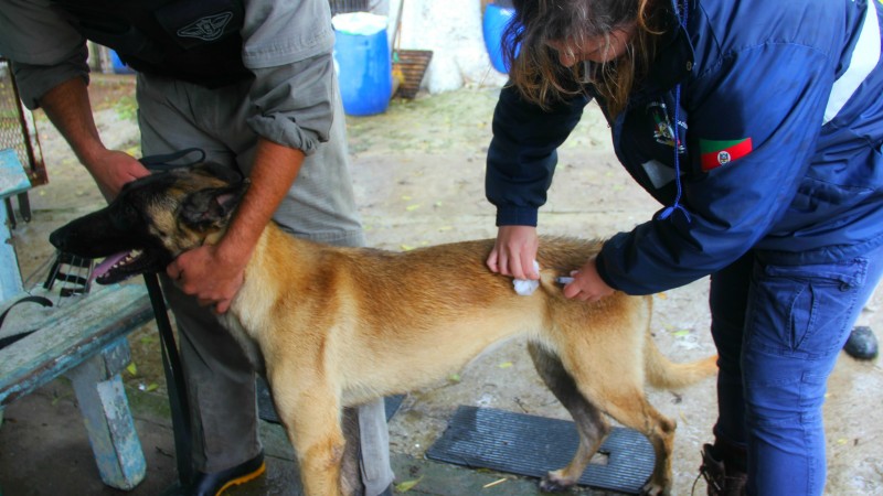 Um profissional de saúde segura um cachorro enquanto outra a vacina.