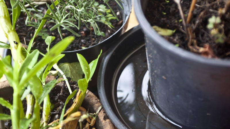 A imagem mostra plantas e um pote com água.