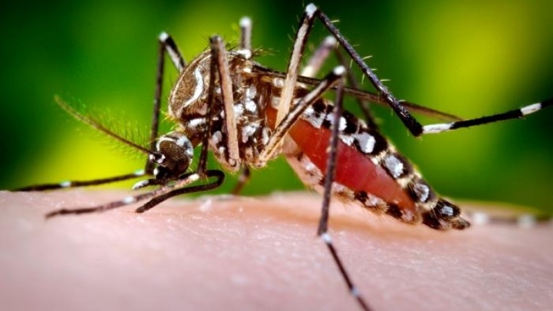 A imagem mostra o mosquito Aedes aegypti em cima da pele de uma pessoa. 