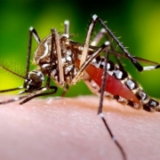 Um pacote de ações foi lançado no último dia 18 para combater o mosquito  Aedes aegypti 