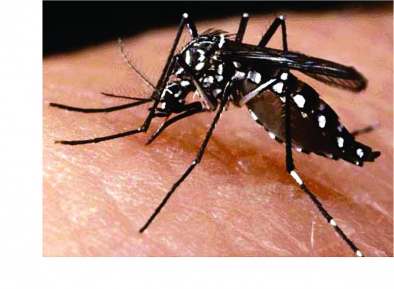 As diferenças dos sintomas de dengue, chikungunya e zika. | Jornal O  Expresso
