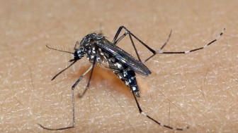 A imagem mostra o mosquito em cima da pele de uma pessoa. 