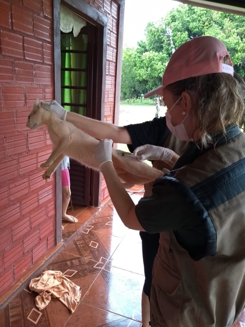 A imagem mostra dois funcionários aplicando vacina num gato.