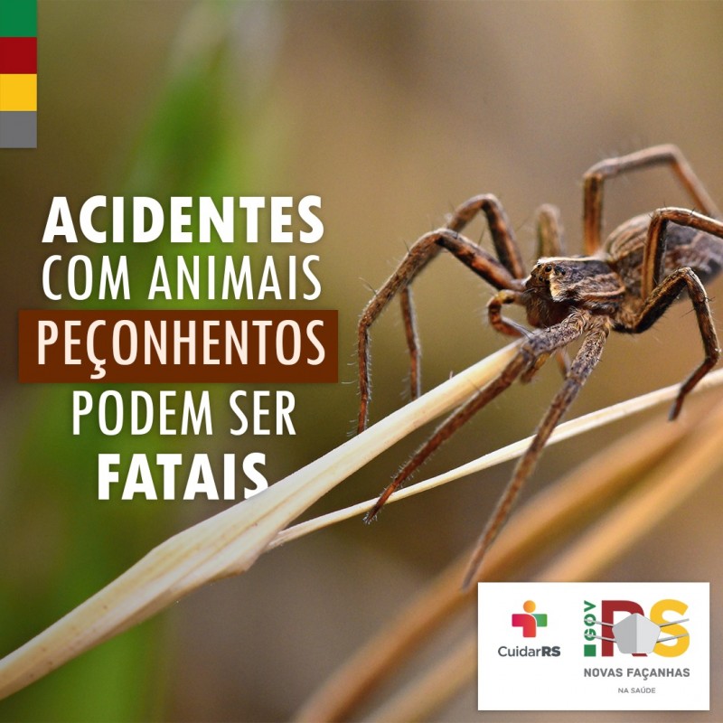 Card com a imagem de uma aranha e a mensagem "Animais Peçonhentos podem ser fatais".