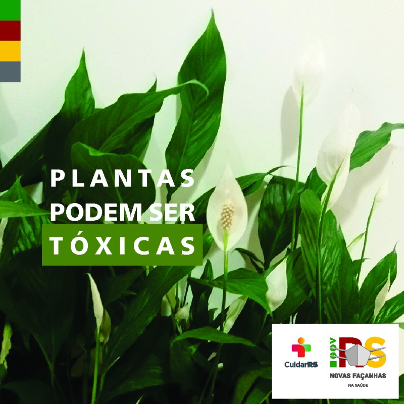 Card mostra um lírio da paz com folhas verdes e flores brancas e a mensagem "Plantas podem ser tóxicas".