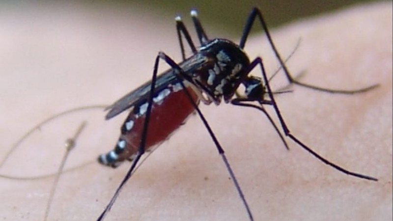 A imagem mostra o mosquito em cima de uma superfície. 