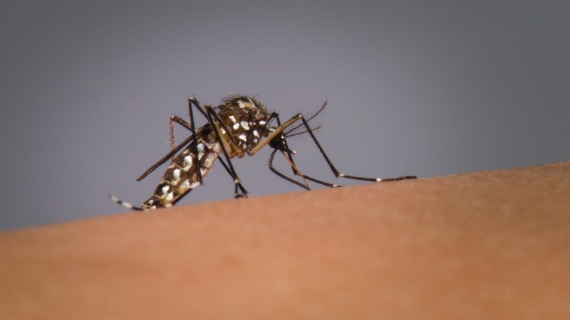 A imagem mostra o Aedes aegypti numa superfície. 