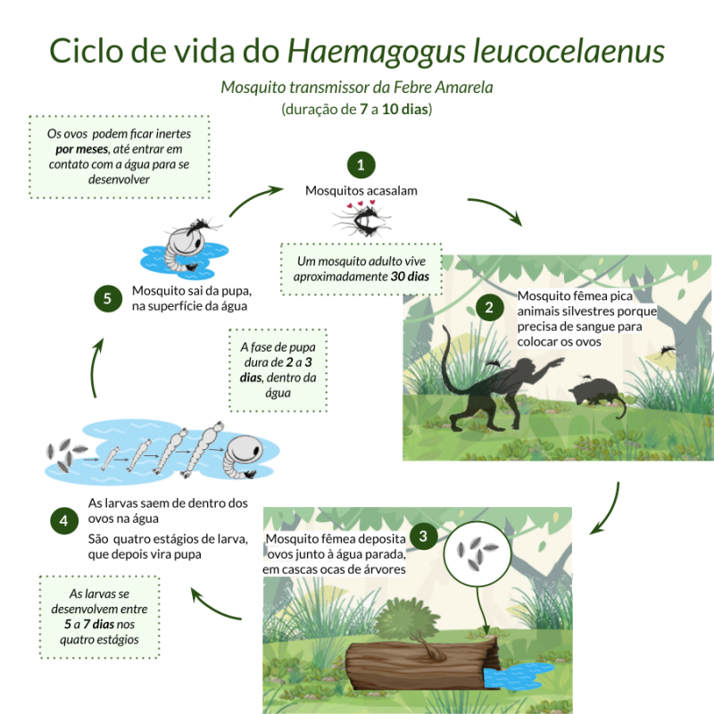 Ciclo de vida Haemagogus leucocelaenus