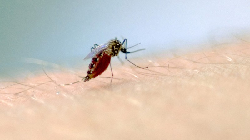 Mosquito Aedes aegypti é o transmissor da doença.