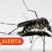 Card Aedes Dengue Alerta