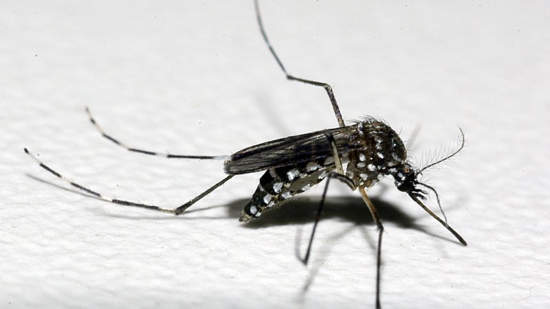 Mosquito preto com manchinhas brancas sobre uma superfície branca com textura granulada