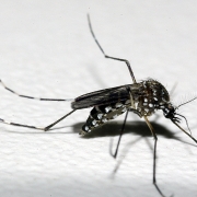 Mosquito preto com manchinhas brancas sobre uma superfície branca com textura granulada