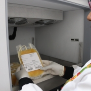 O plasma é um componente do sangue que pode ser utilizado na produção de medicamentos essenciais.