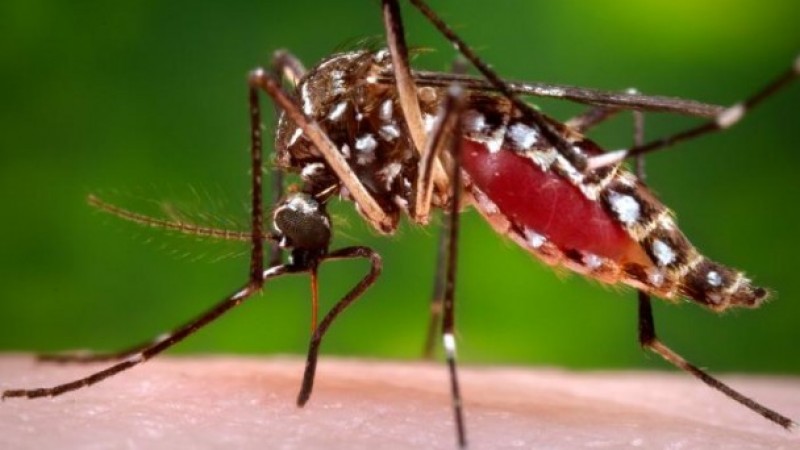 Imagem do mosquito Aedes aegypti em close
