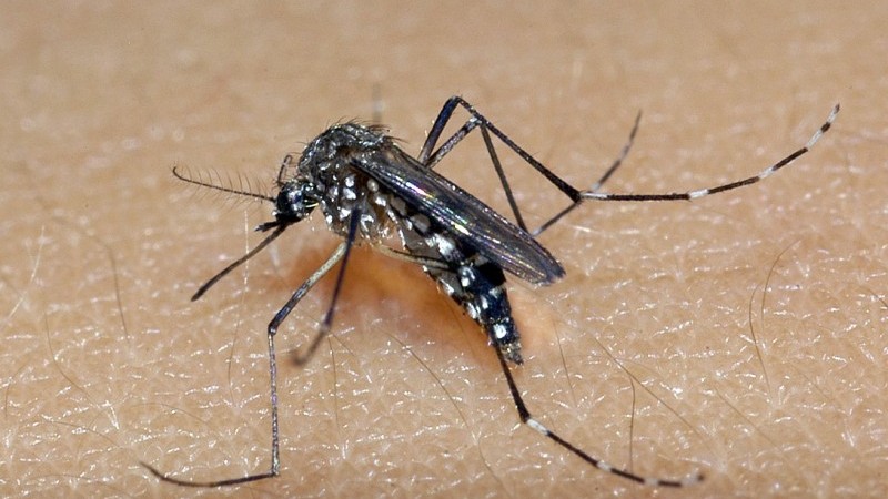 Foto mostra um mosquito Aedes sobre a pele de uma pessoa 