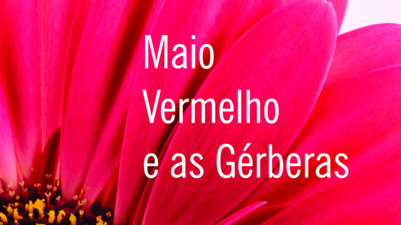 imagem da flor gérbera, simbolo do maio vermelho, com a mensagem: Maio Vermelho e as Gérberas.